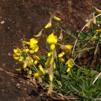 Crotalaria albida B.Heyne ex Roth